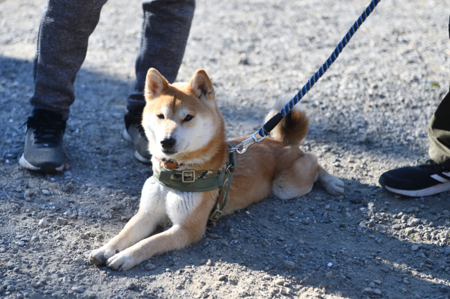 4歳の柴犬レム君