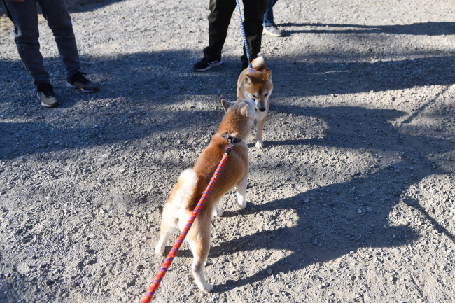 お母さんの美里とレム君の再会