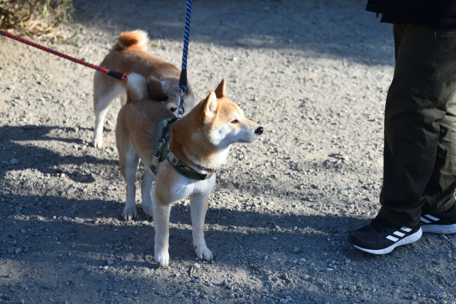 お母さんの美里とレム君の再会
