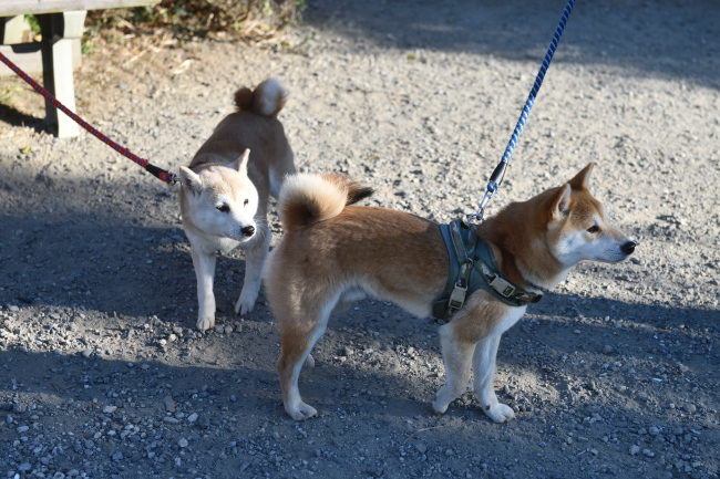 お母さんの美里とレム君の再会