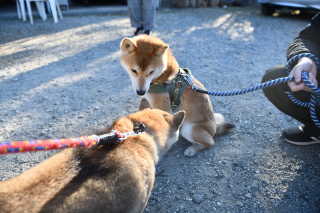 美鈴とレム君兄妹