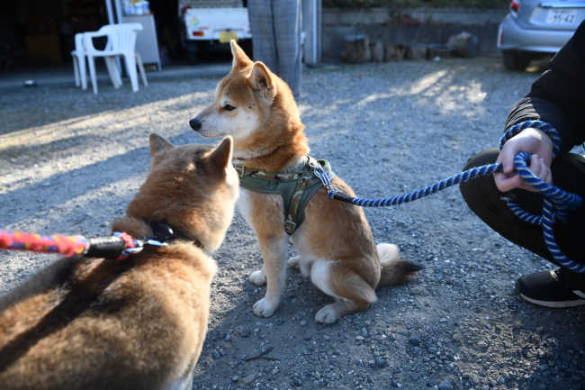 美鈴とレム君兄妹