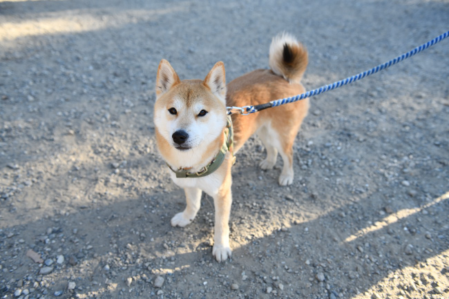 4歳の柴犬レム君