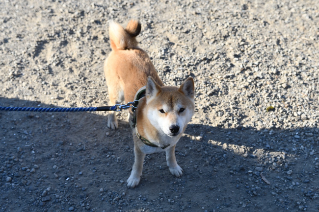 4歳の柴犬レム君
