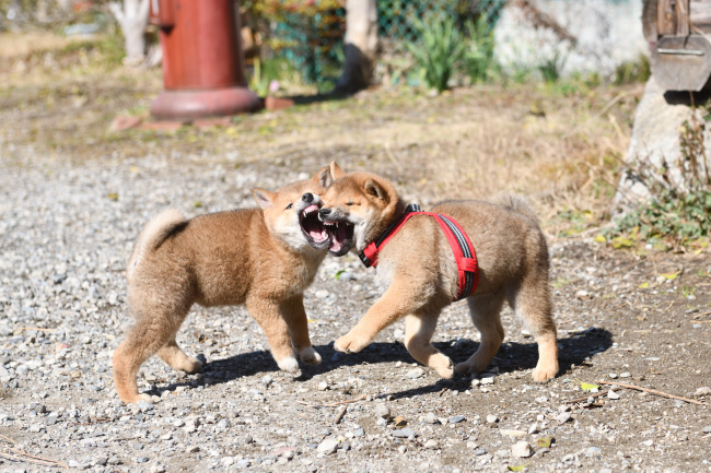 柴犬兄妹の遊ぶ姿