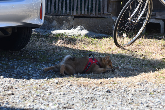 クールダウンする丸くん