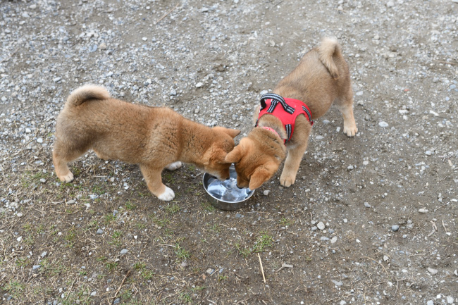 水のみでクールダウンする丸くんとぽてちちゃん