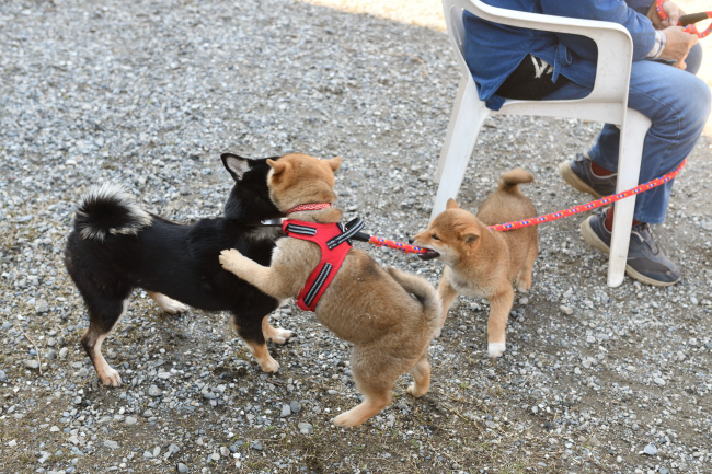 お母さんと遊ぶ兄妹