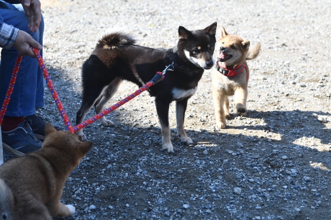 お母さんの黒柴花ちゃんと遊ぶ柴犬兄妹。