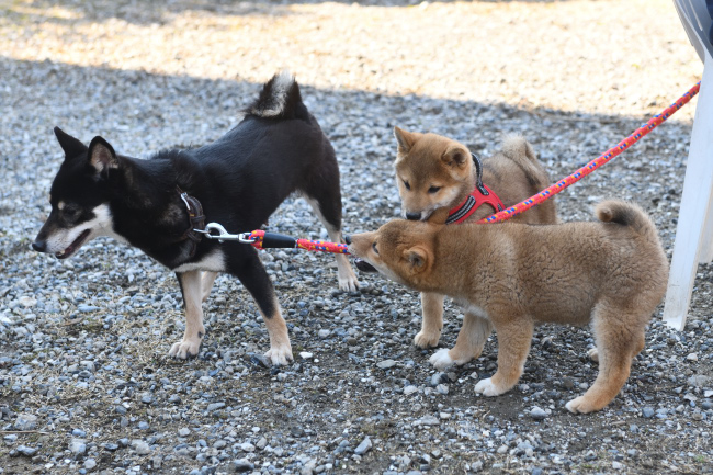お母さんの黒柴花ちゃんと遊ぶ柴犬兄妹。