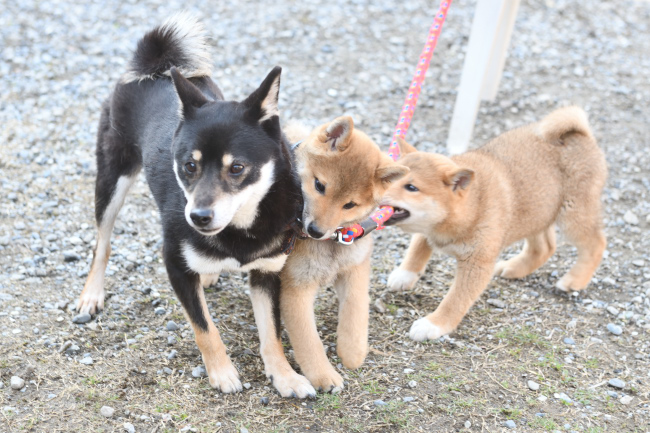 お母さんの黒柴花ちゃんと遊ぶ柴犬兄妹。