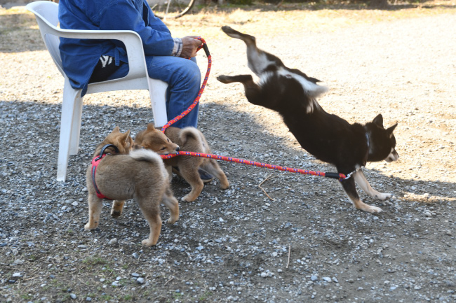 お母さんの黒柴花ちゃんと遊ぶ柴犬兄妹。
