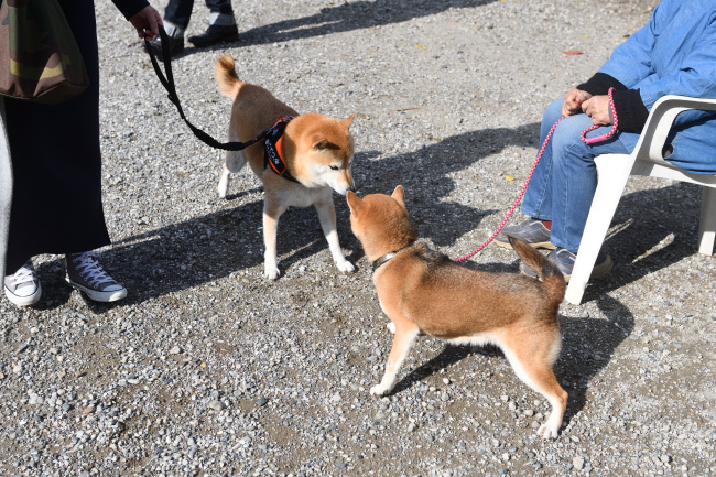 お母さんのかりんとこてつ君の再会