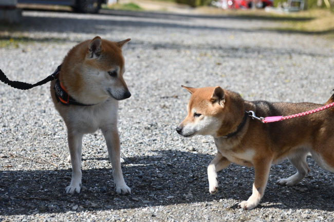 お母さんを見るこてつ君