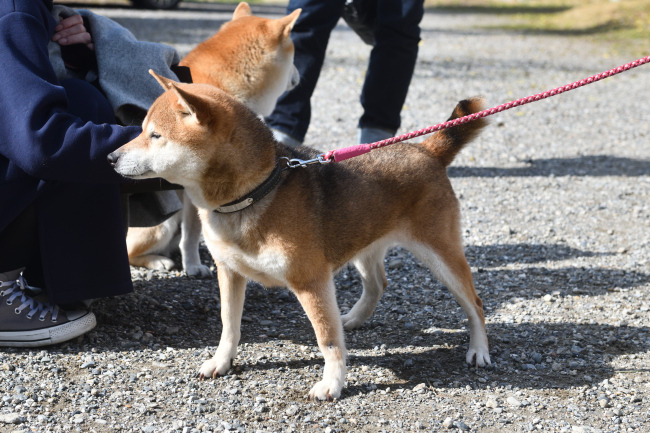引退犬の柴犬かりんお母さん