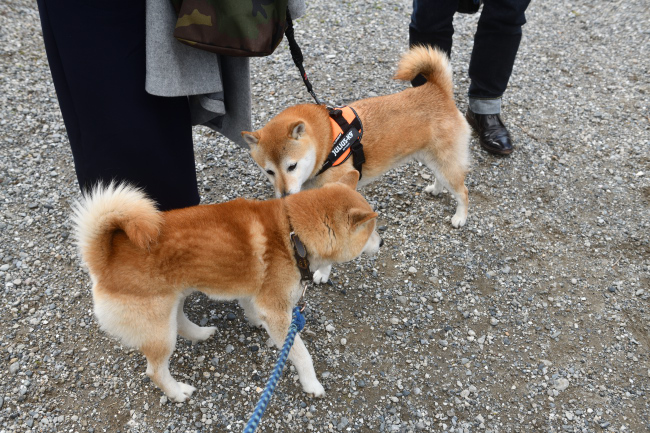 お父さんの源太くんとこてつ君の再会