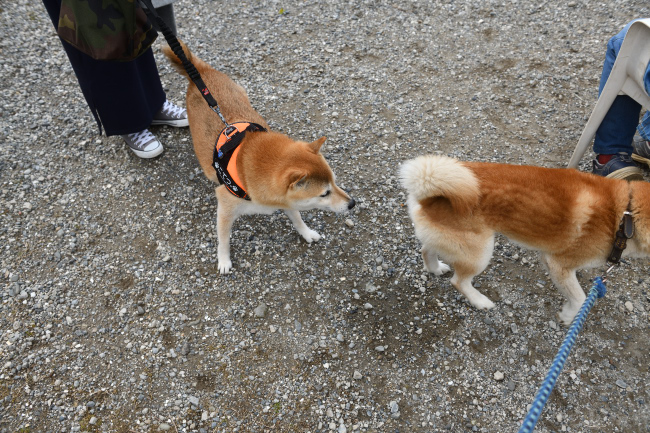 お父さんのお尻の匂いを嗅ごうとするこてつ君