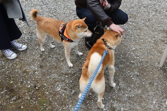 お父さんの源太くんとこてつ君