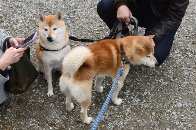お父さんの源太くんとこてつ君