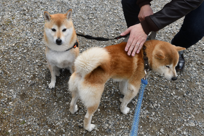 お父さんの源太くんとこてつ君