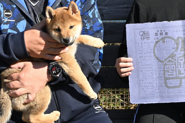 丸くんの日本犬保存会血統書