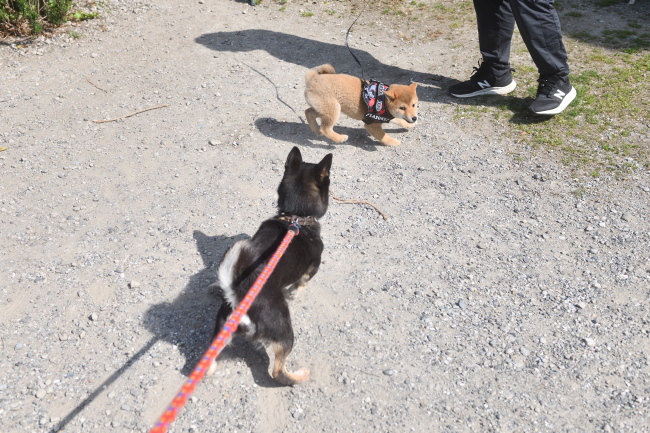 黒柴花ちゃんと柴犬佐助くん