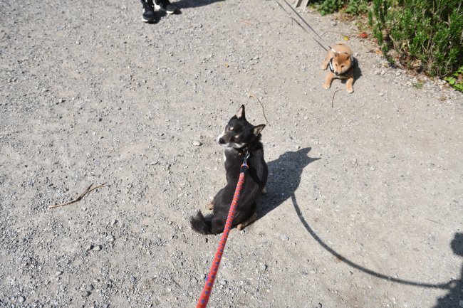 黒柴花ちゃんと柴犬佐助くん