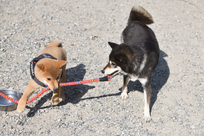 黒柴チコちゃんと佐助くん