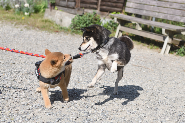 黒柴チコちゃんと佐助くん