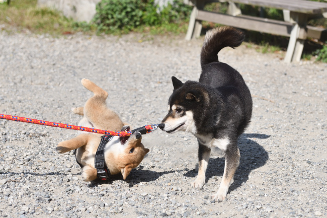 黒柴チコちゃんと佐助くん