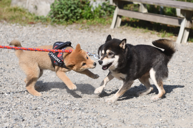 黒柴チコちゃんと佐助くん