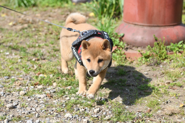 すっきりした表情の佐助くん