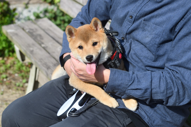 目薬を点した柴犬佐助くん