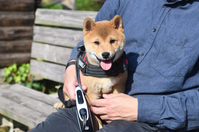 柴犬佐助くんの写真