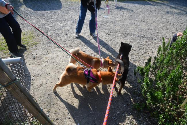 黒柴唯ちゃんと2匹の柴犬