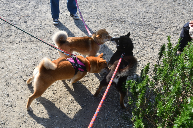 黒柴唯ちゃんと2匹の柴犬