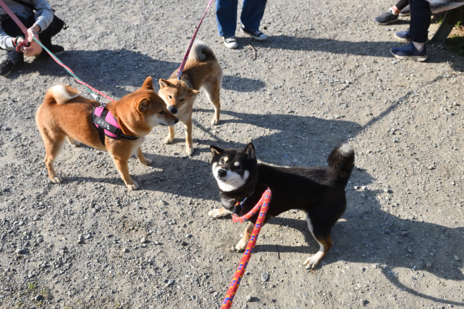 黒柴唯ちゃんと2匹の柴犬