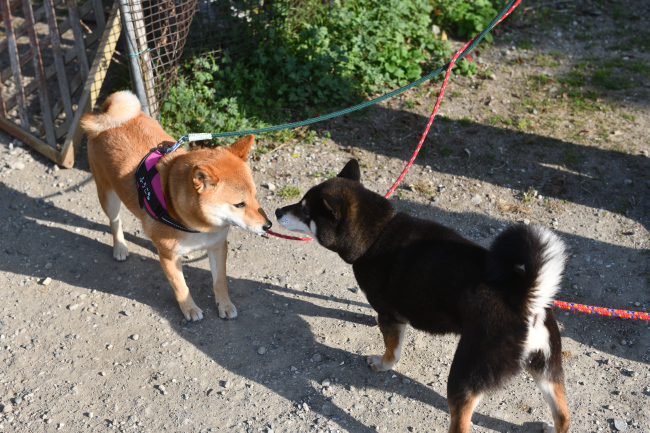 黒柴唯ちゃんとふうこちゃん