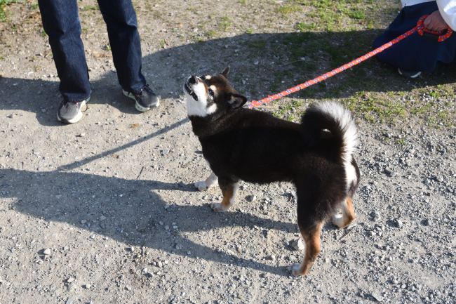 カツカツ口を鳴らす黒柴唯ちゃん