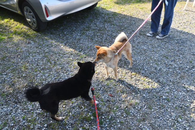 黒柴マリモとモモちゃん母娘