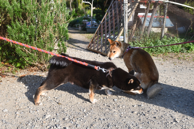 黒柴マリモとモモちゃん母娘