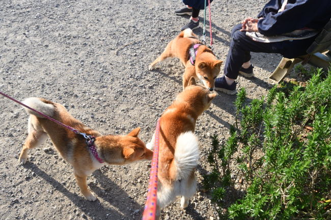 柴犬源太君と娘のふうこちゃん、孫のももちゃん