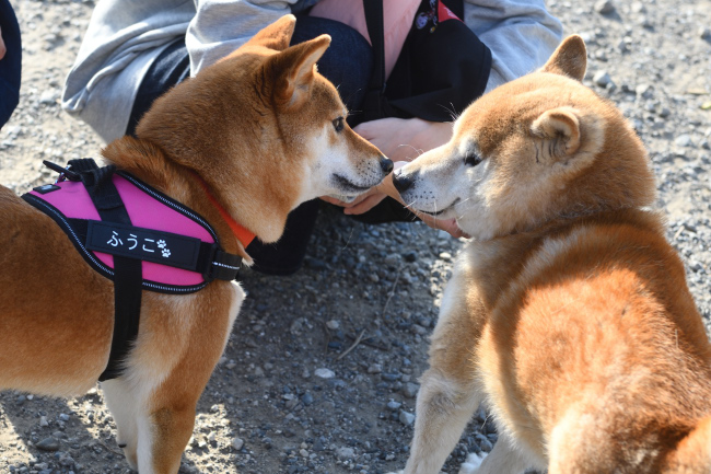 お父さん久しぶり!とふうこちゃん