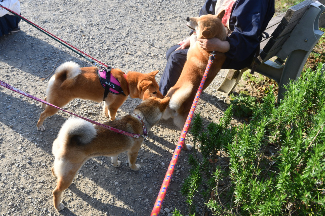 菊次郎君と妹のふうこちゃん、娘のモモちゃん