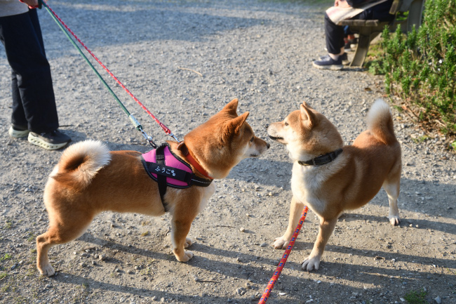 菊次郎君、ふうこちゃん兄妹