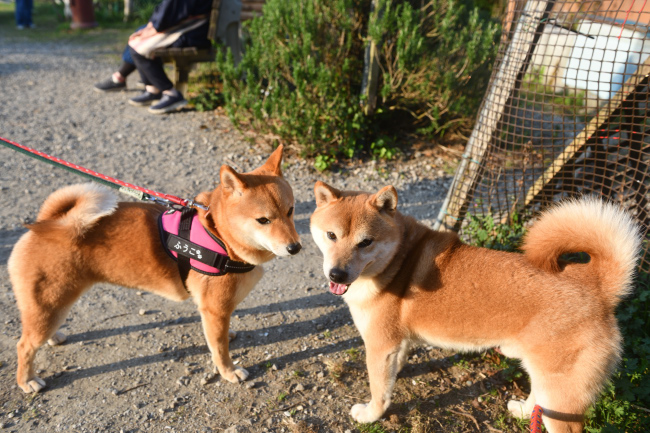 菊次郎君、ふうこちゃん兄妹