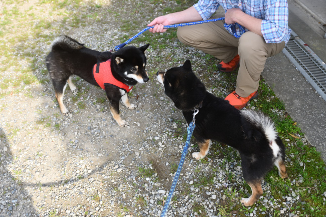お父さんの黒柴次郎くんと息子の太郎くん