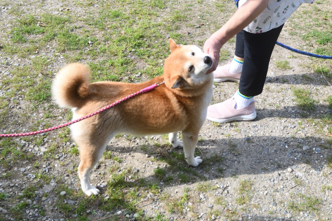 柴犬ムギと飼い主様