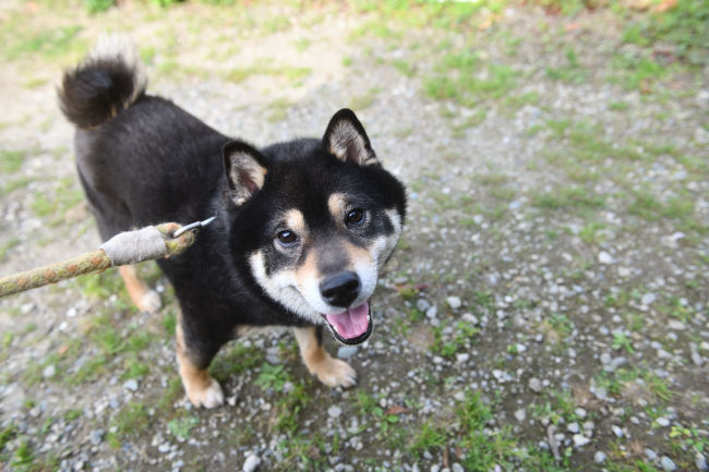 黒柴らん丸くん