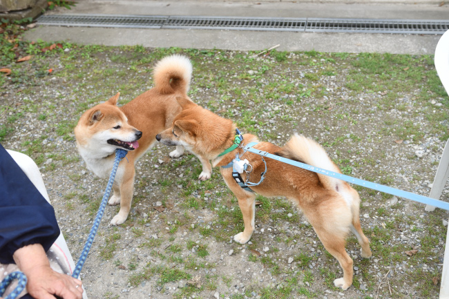 お父さんの柴犬菊次郎くんと万丈くん